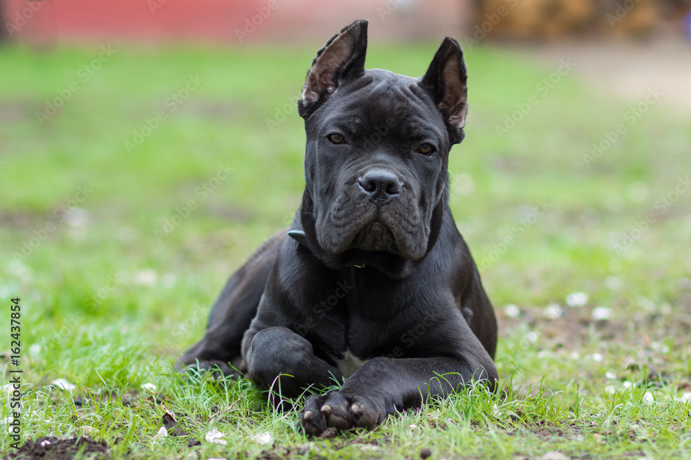 Puppy age 3 months of the Cane Corso breed of black color lies on the grass