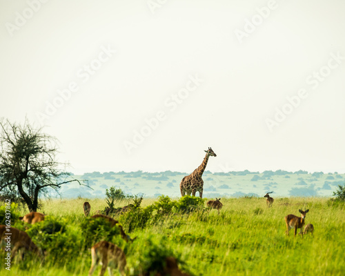 Giraffe, Queen Elizabeth Park, Uganda