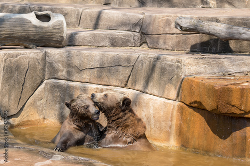 Two brown bears hugging in the water