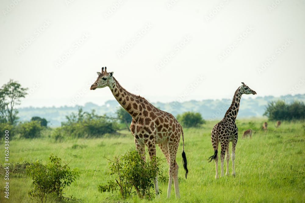 Obraz premium Giraffe, Queen Elizabeth Park, Uganda