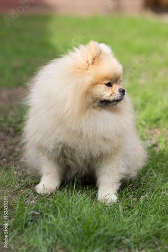 Pomeranian pomeranian beige sits contented on green grass © fast_9