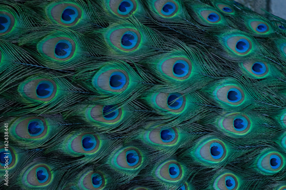 Obraz premium Peacock Pattern