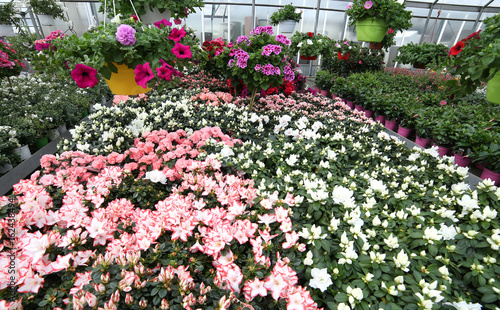 Fototapeta Naklejka Na Ścianę i Meble -  large greenhouse with beautiful flowers and plants for sale in t