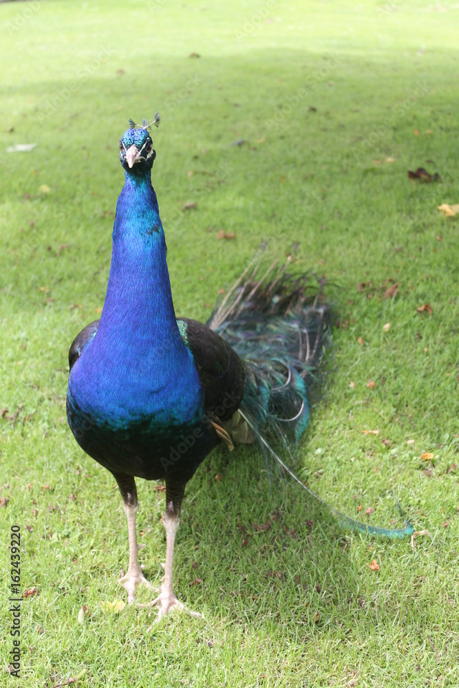 Fototapeta premium Peacock