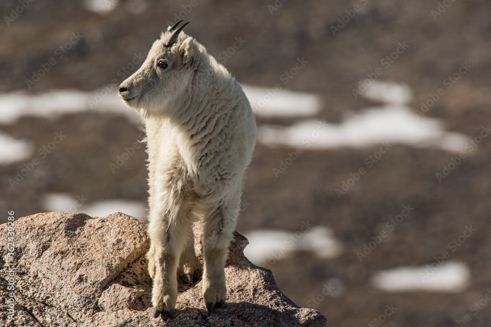 Mountain Goat Juveniles on a Rocky Mountain