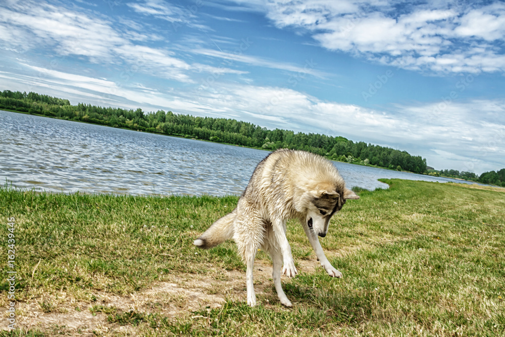 Obraz premium Dog husky in nature