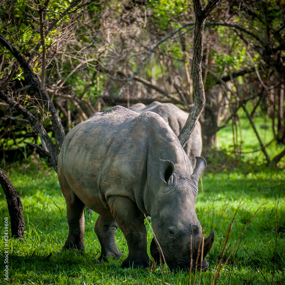 Obraz premium Ziwa Rhino Sanctuary, Uganda