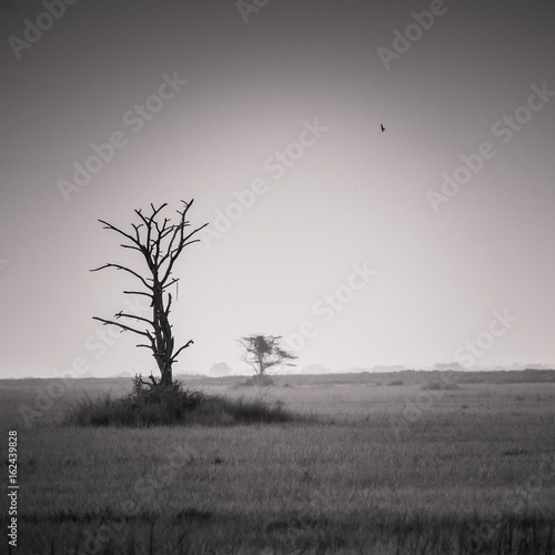 Wallpaper Mural Ziwa Rhino Sanctuary wetlands, Uganda Torontodigital.ca