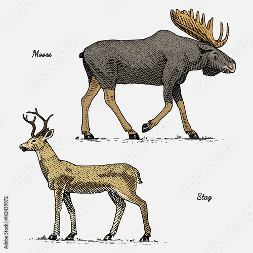 moose or eurasian elk and stag or deer, hand drawn, engraved wild animals in vintage or retro style, zoology set