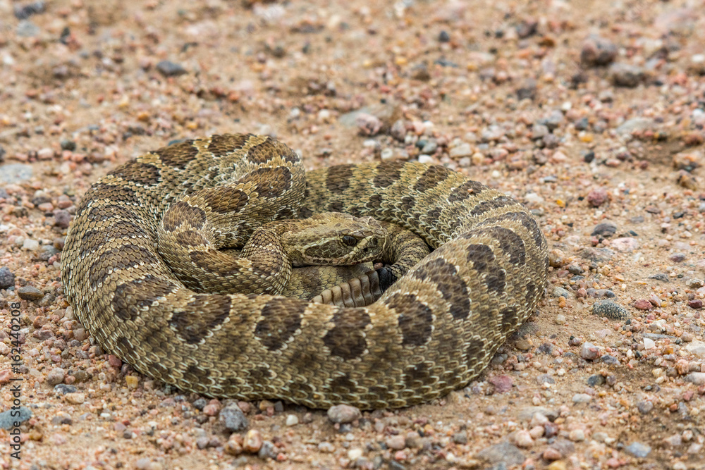 Prairie Rattlesnake Coiled up After a Meal Prairie Rattlesnake Coiled up After a Meal