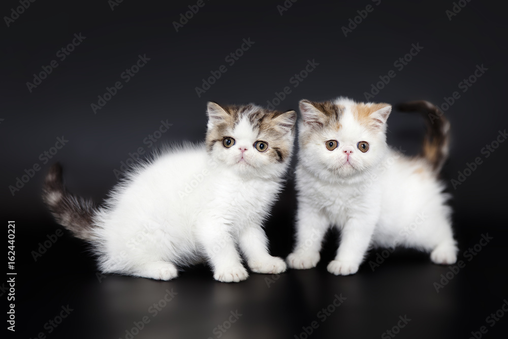 Two little cute Peridian kittens