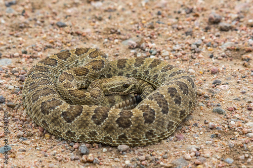 Prairie Rattlesnake Coiled up After a Meal