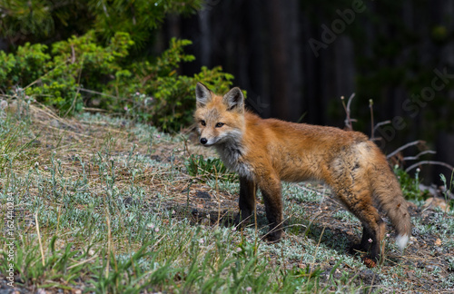 Adorable Red Fox on a Mountain Meadow