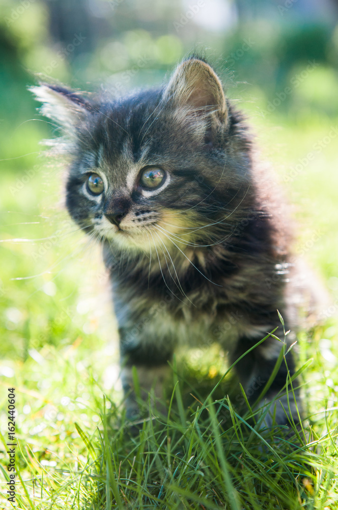 Fluffy cute funny kitten on nature green grass background