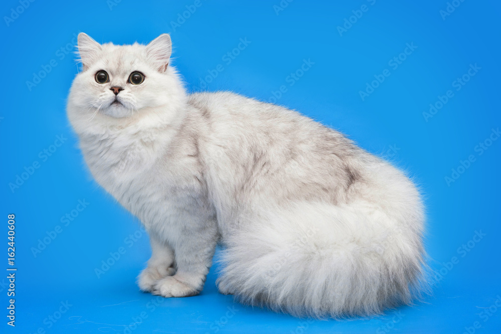White fluffy beautiful cat on studio background