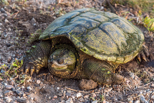 Snapping Turtle on Break © Kerry Hargrove