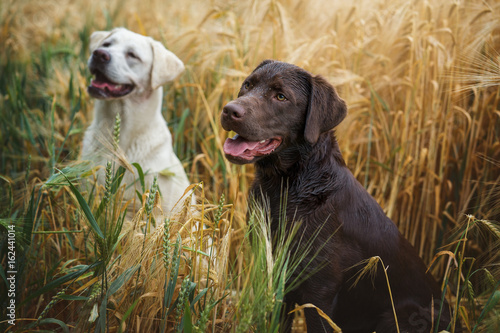 Fototapeta Naklejka Na Ścianę i Meble -  Zwei junge labrador retriever Hunde Welpen in einem Feld glücklich zusammen