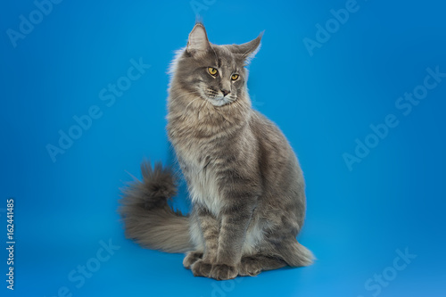 Gray Maine Coon sits on a blue background.