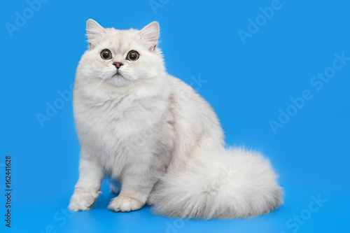 White fluffy beautiful cat on studio background
