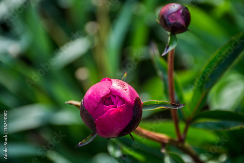 Peony Lens