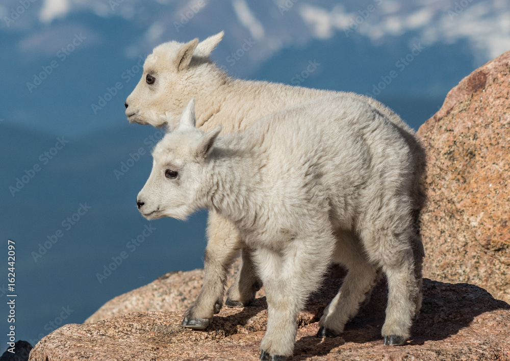 Mountain Goats in the Rocky Mountains Mountain Goats in the Rocky Mountains