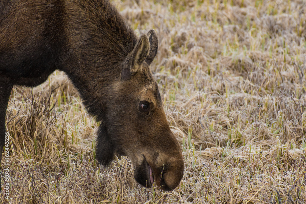 Fototapeta premium Young Moose Eating Grass in a Meadow