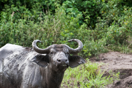 Water Buffalo  Uganda
