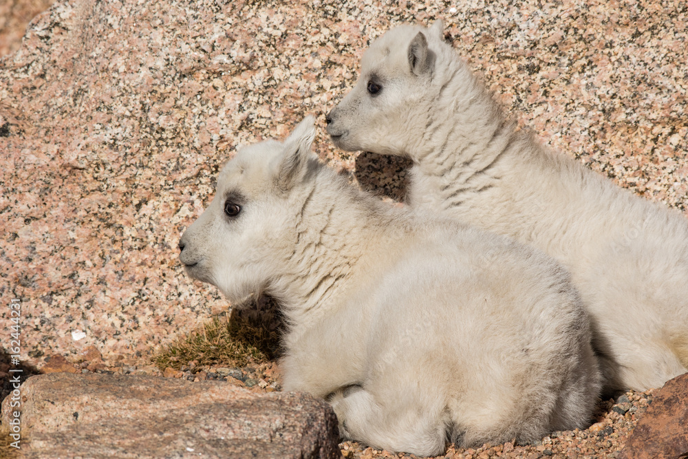 Baby Mountain Goat Lambs Playing on Alpine Rocks Baby Mountain Goat Lambs Playing on Alpine Rocks