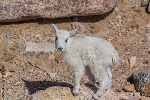 Mountain Goat Baby on the Mountain