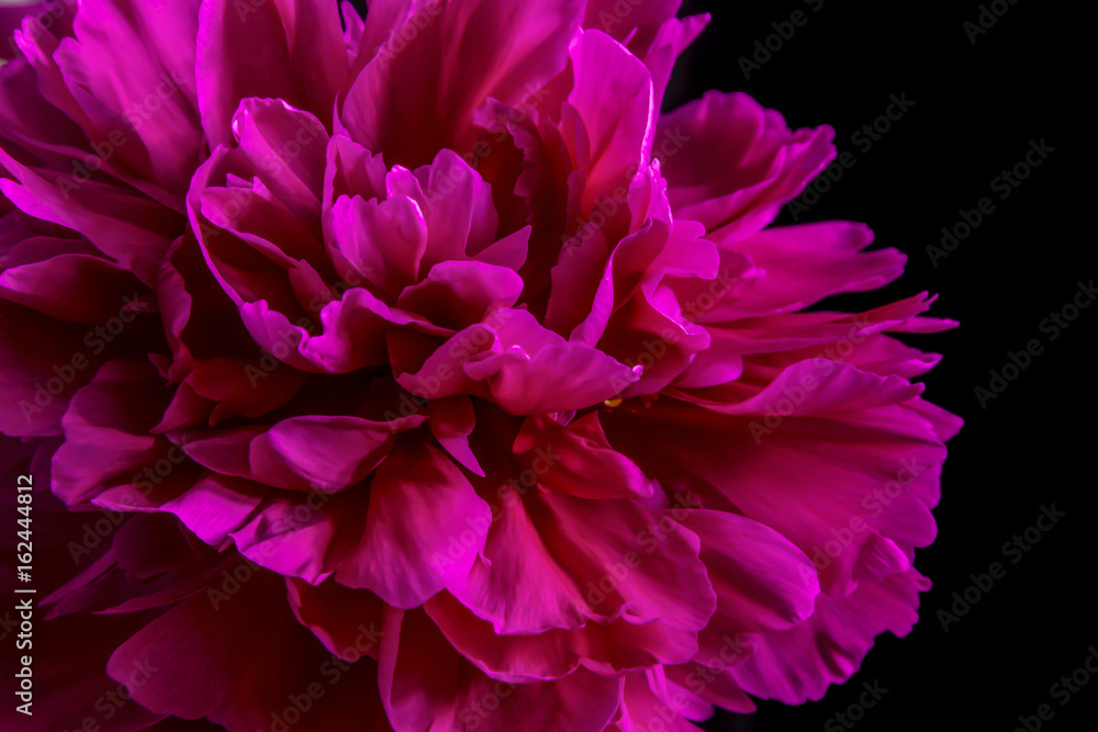 crimson pink peony flower closeup on black or white background