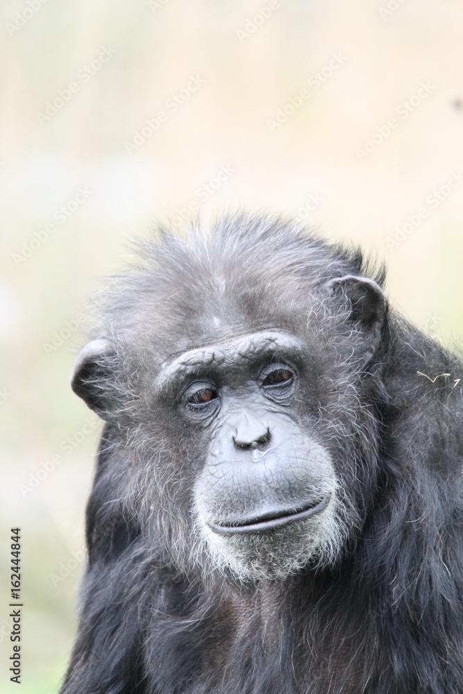 Naklejka premium Chimp
