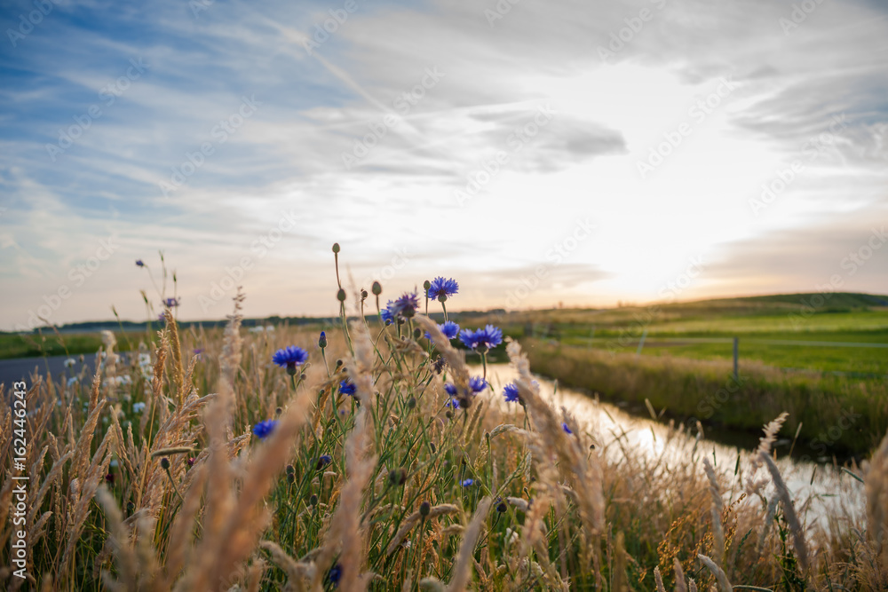 Obraz premium Blue field flowers in the high grass along the side of the road