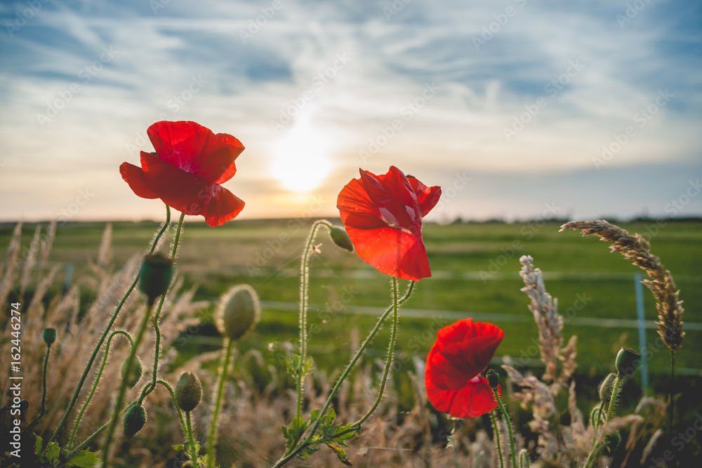 Obraz premium Red field flowers or poppies in the evening sun
