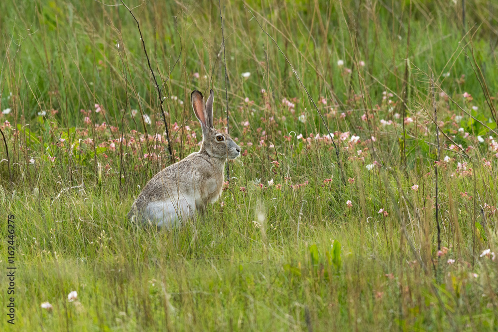 Obraz premium A White-tailed Jackrabbit in a Meadow