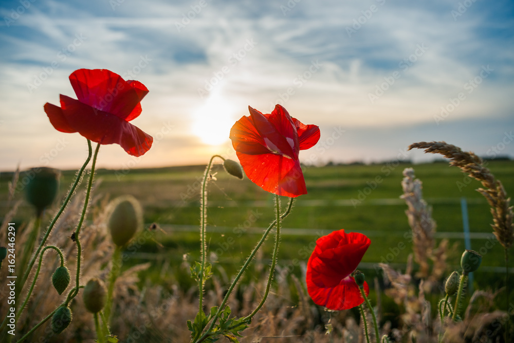 Naklejka premium Red field flowers or poppies in the evening sun