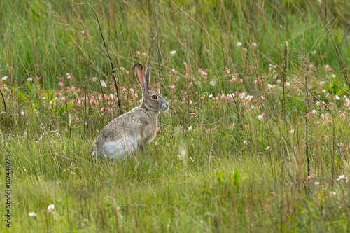A White-tailed Jackrabbit in a Meadow © Kerry Hargrove