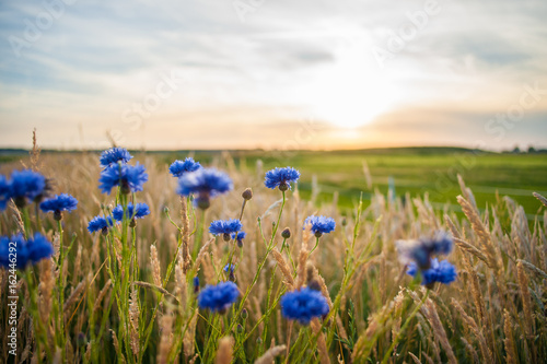 Blue field flowers in the high grass along the side of the road © fotografiecor