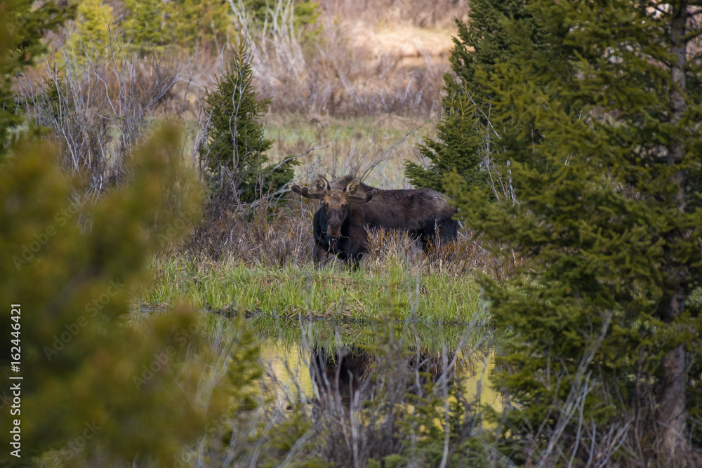 Bull Moose Stare Bull Moose Stare