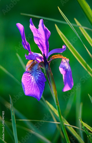 Fototapeta Naklejka Na Ścianę i Meble -  purple iris flower