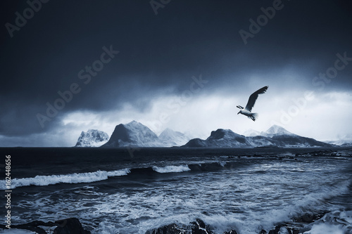 Photography sea gull`s landing