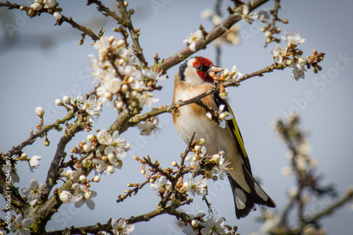 Goldfinch in hawthorn blossom
