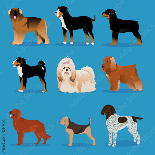 Set of dogs