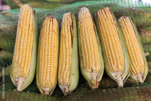 yelow corn cobs