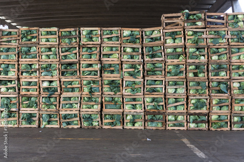 cabbage on wood cases for wholesale, bulk