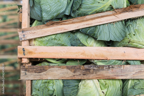 cabbage on wood cases for wholesale, bulk