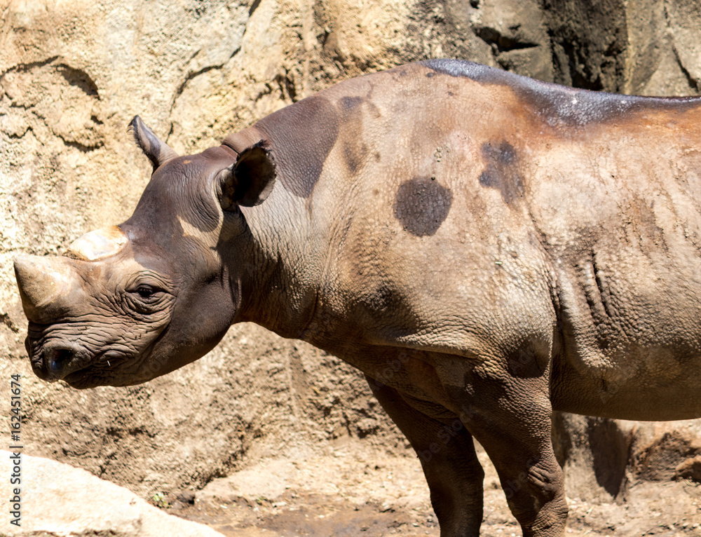 Naklejka premium rhinoceros