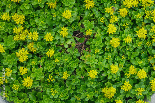 Decorative small yellow flowers growing on the flowerbed