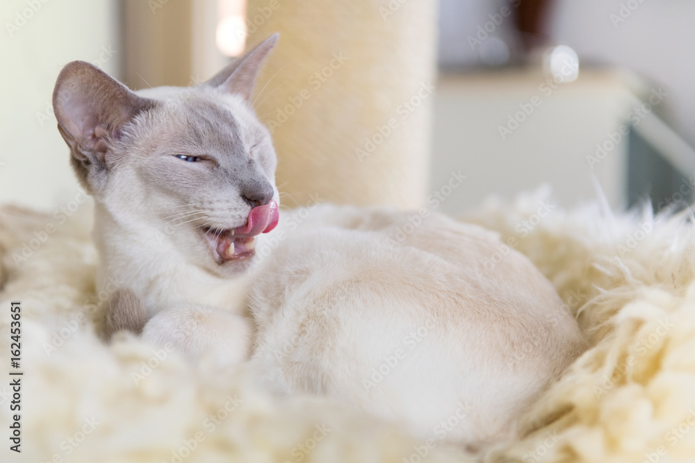 Lilac point siamese cat Lilac point siamese cat