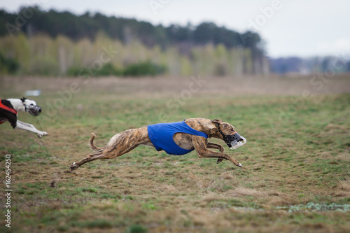 Coursing. Dog Greyhound pursues bait in the field.