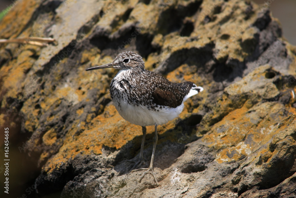 Green Sandpiper (Tringa ochropus) in Japan Green Sandpiper (Tringa ochropus) in Japan